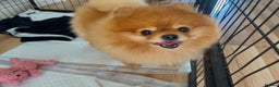 Pomeranian dogs for sale: Pomeranian teddy bear face puppies🐶 - Advert 20