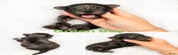 Yorkshire Terrier dogs for sale: Yorkshire terrier Merle  - Advert 14