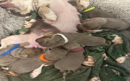 Chiweenie dogs for sale: Cheweenie - Image 19