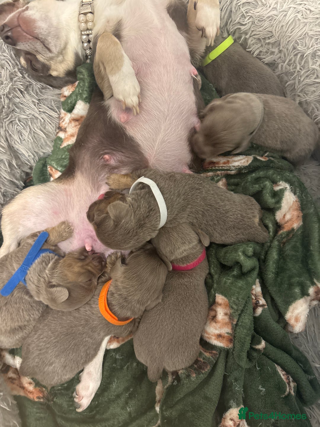 Chiweenie dogs for sale: Cheweenie - Image 19