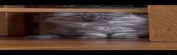 British Shorthair cats for sale: Beautiful fluffy show class kittens - Advert 16