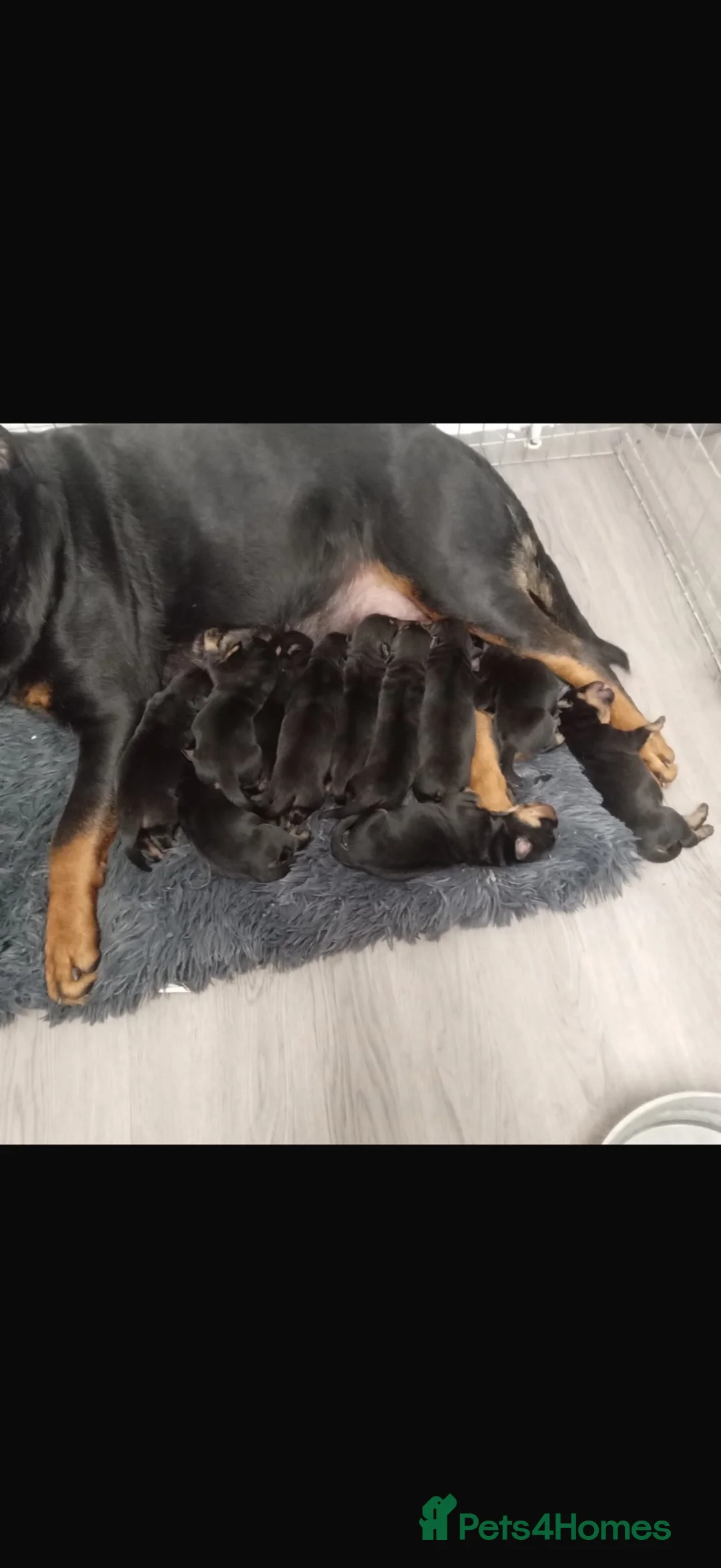 Rottweiler dogs for sale: 5 month old rottweiler - Advert 5