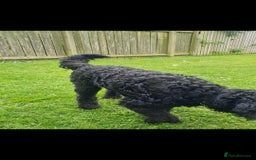 Labradoodle dogs for sale: Bare Mr - Image 3
