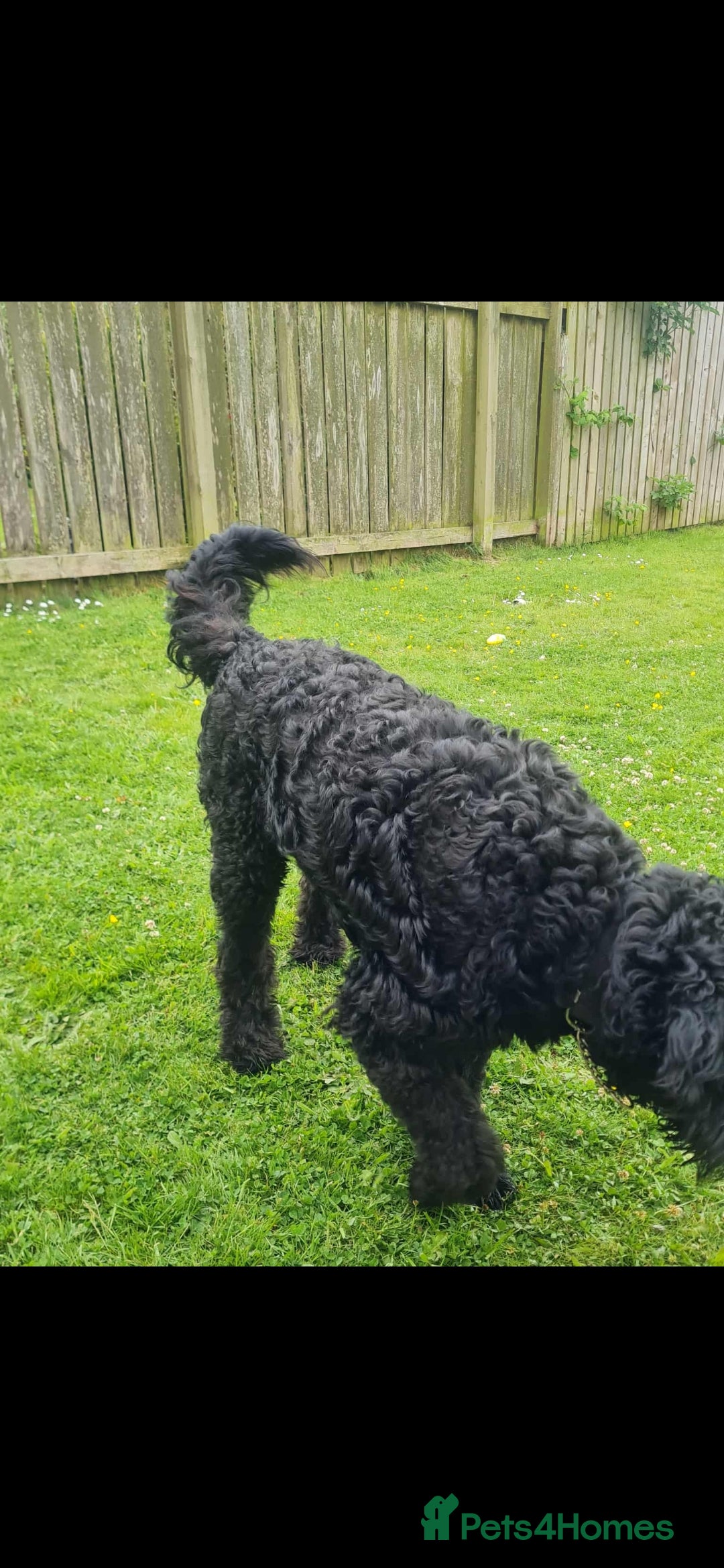 Labradoodle dogs for sale: Bare Mr - Image 3