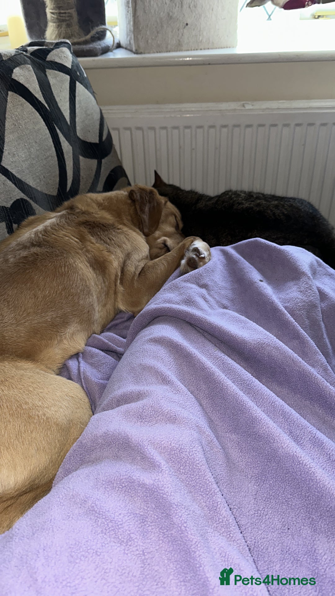 Labrador Retriever dogs for sale: Pedigree female Red Fox Labrador Retriever for  - Advert 2