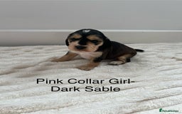 Cocker Spaniel dogs for sale: Beautiful Cocker Spaniel Puppies  - Image 6