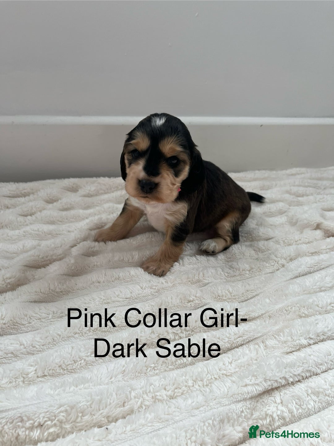 Cocker Spaniel dogs for sale: Beautiful Cocker Spaniel Puppies  - Image 6