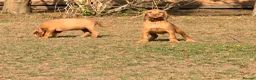 Hungarian Vizsla dogs for sale: Wirehaired Hungarian Vizsla 💕 Ready to Go Home  - Advert 3