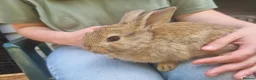 Mixed Breed rabbits for sale: Well-handled mixed bunnies  - Advert 2