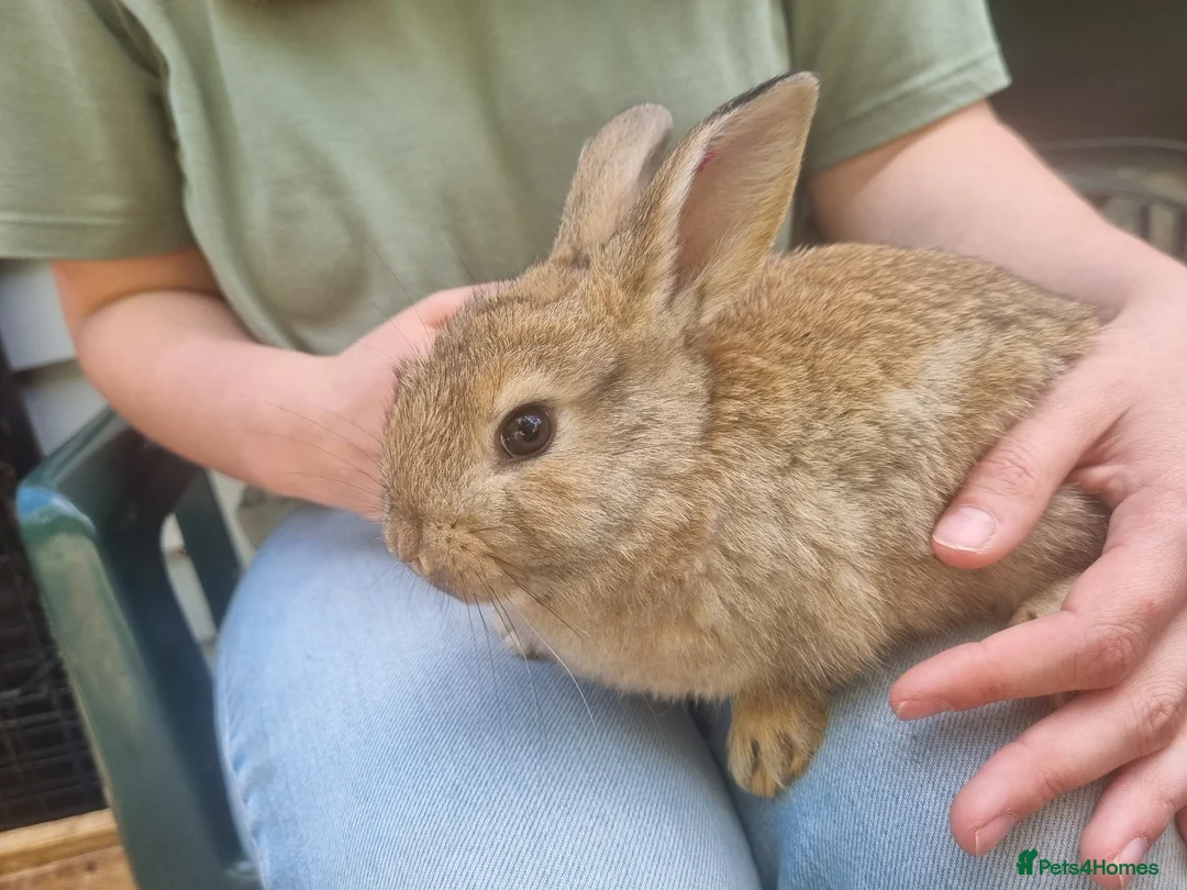Mixed Breed rabbits for sale: Well-handled mixed bunnies  - Advert 2