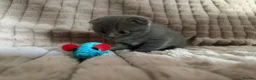 Scottish Fold cats for sale: 3 boys 2 girls  in Spalding - Advert 9