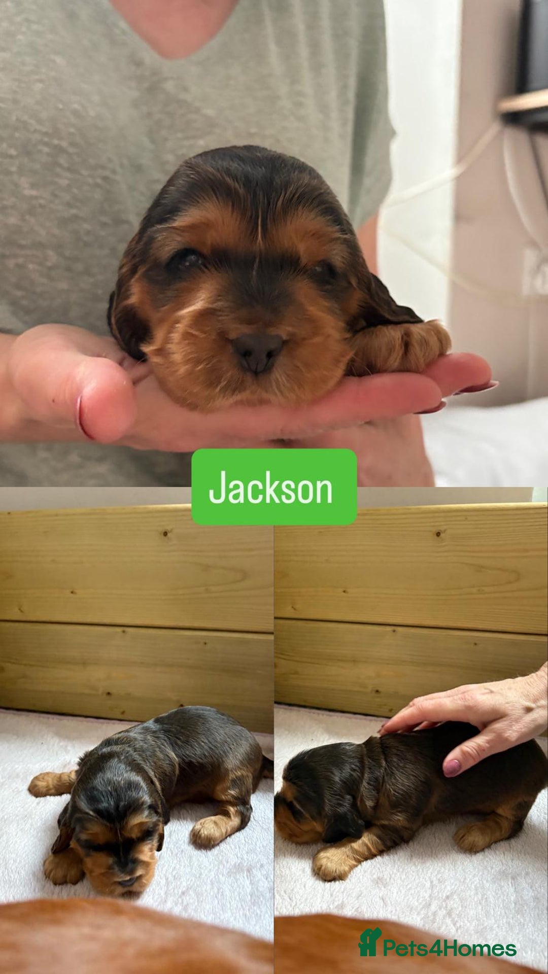 Cocker Spaniel dogs for sale: Sable Cocker Spaniels  - Image 10