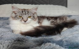 Maine Coon cats for sale: Norwegian Forest Mix European Maine coon Kittens  in Glasgow - Image 5