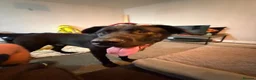 Cane Corso dogs for sale: Frank - Advert 2