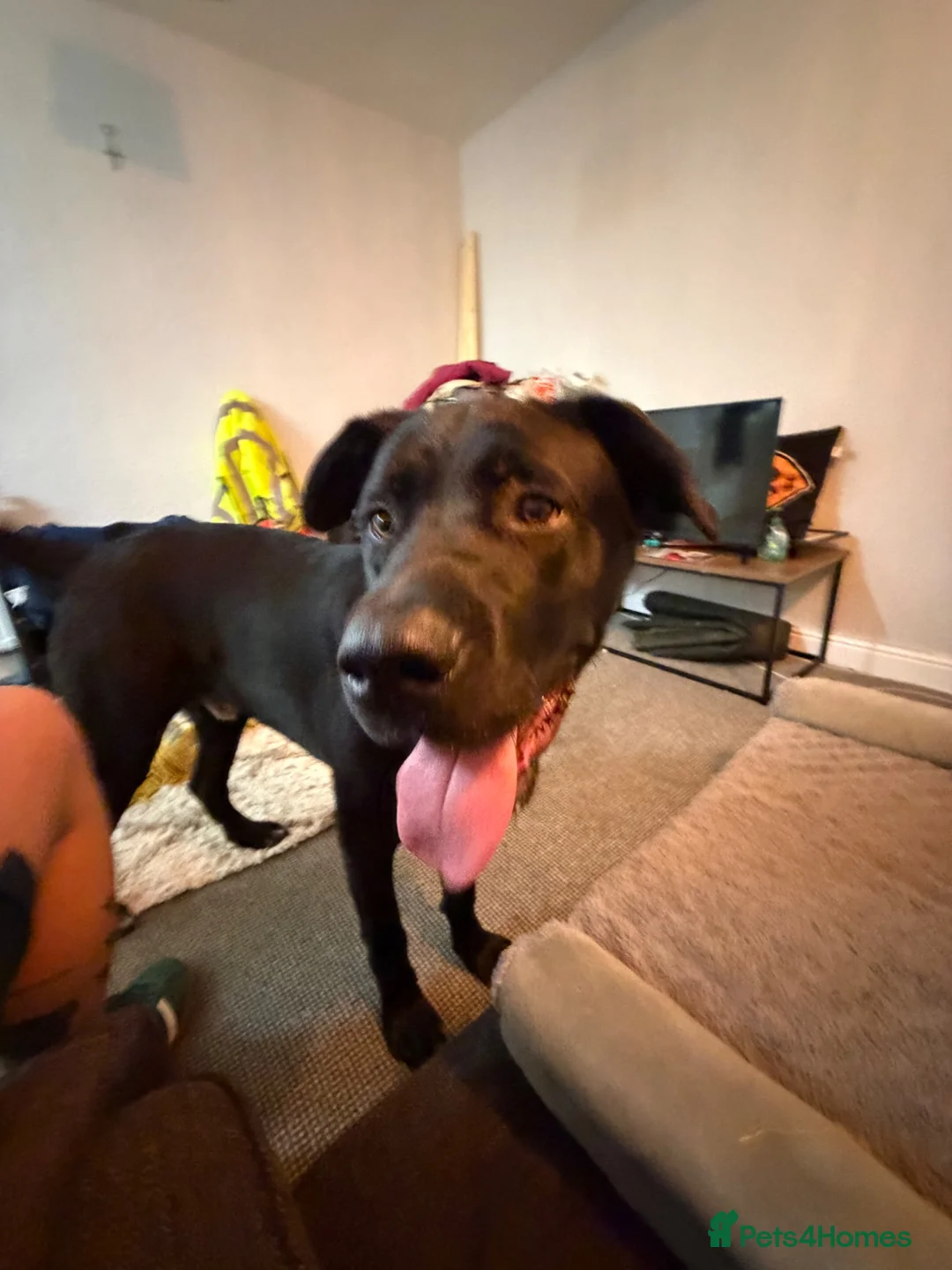 Cane Corso dogs for sale: Frank - Advert 2