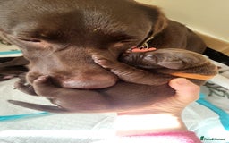 Labrador Retriever dogs for sale: Pedigree Labrador puppies - strong and healthy  - Image 13