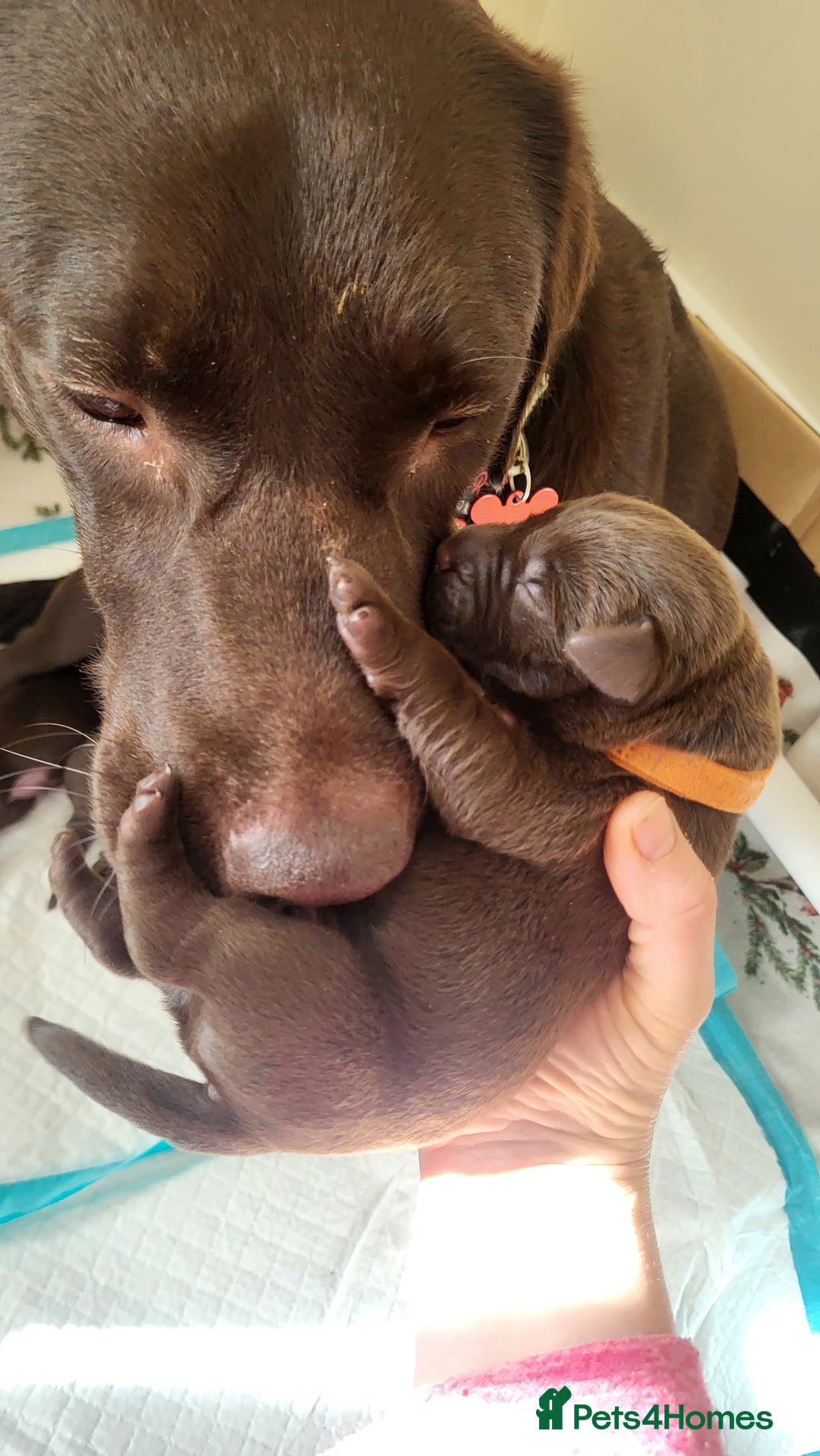 Labrador Retriever dogs for sale: Pedigree Labrador puppies - strong and healthy  - Image 13