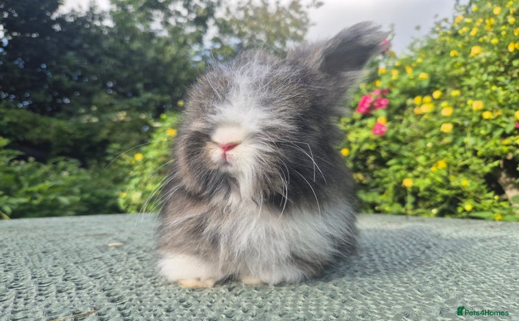 Angora rabbits - Advert 12