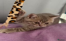 British Shorthair cats for sale: Gorgeous British Shorthair Kittens  - Image 2