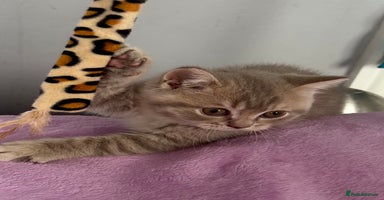 British Shorthair cats - Advert 6