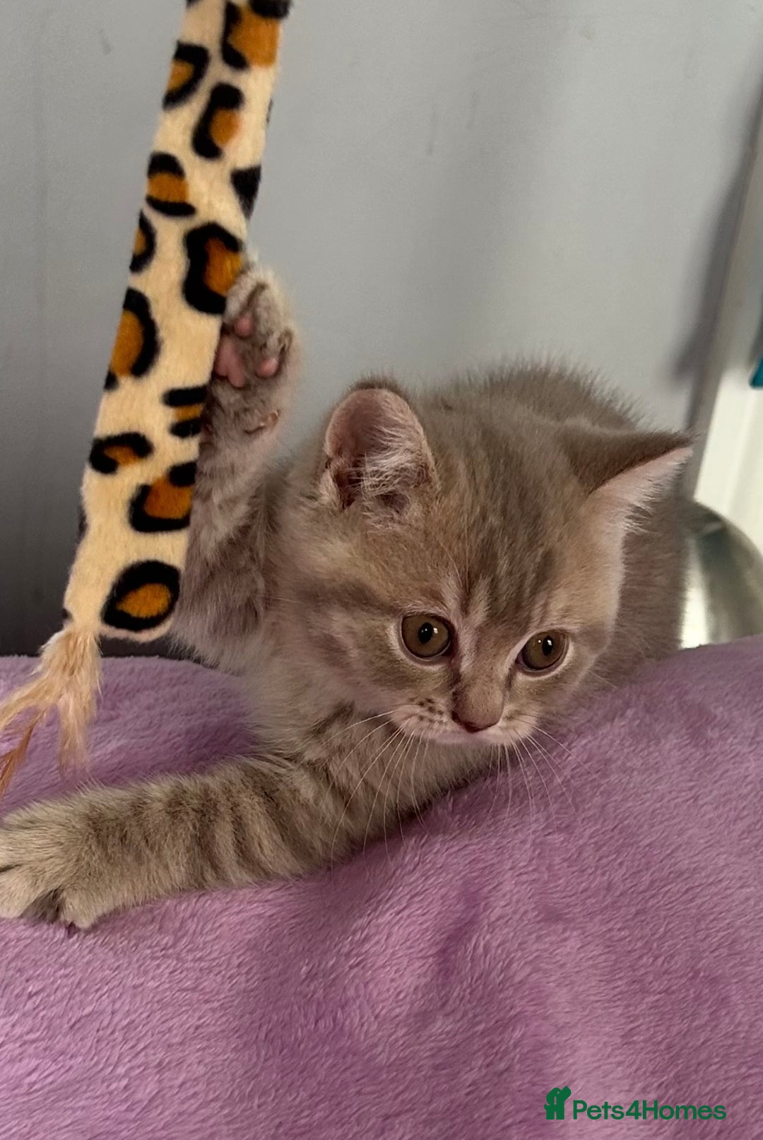 British Shorthair cats for sale: Gorgeous British Shorthair Kittens  - Image 2