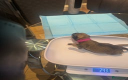 Mixed Breed dogs for sale: French Bulldog cross Manchester Terrier  - Image 10