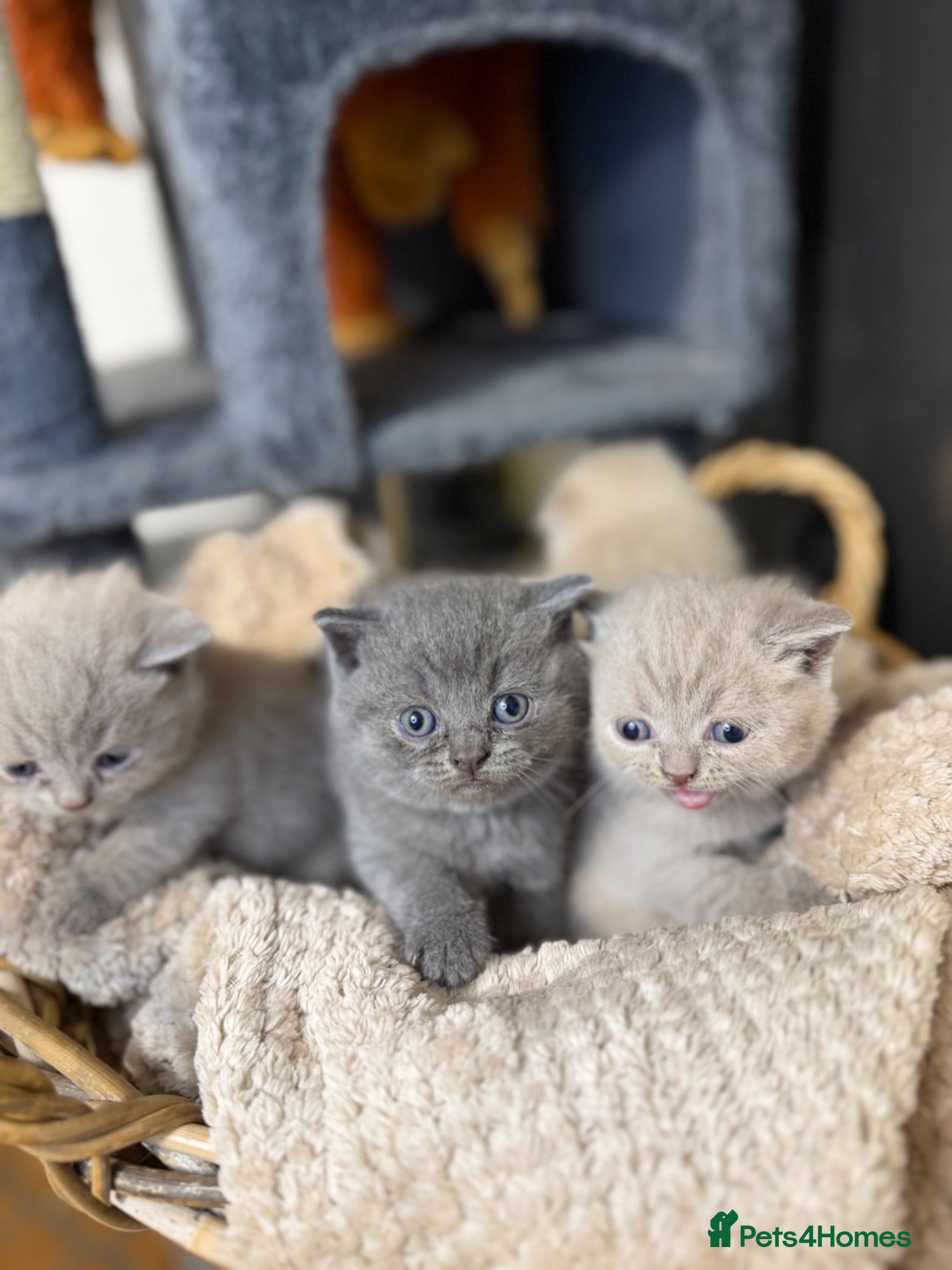 British Shorthair cats Little teddy bears - Advert 2