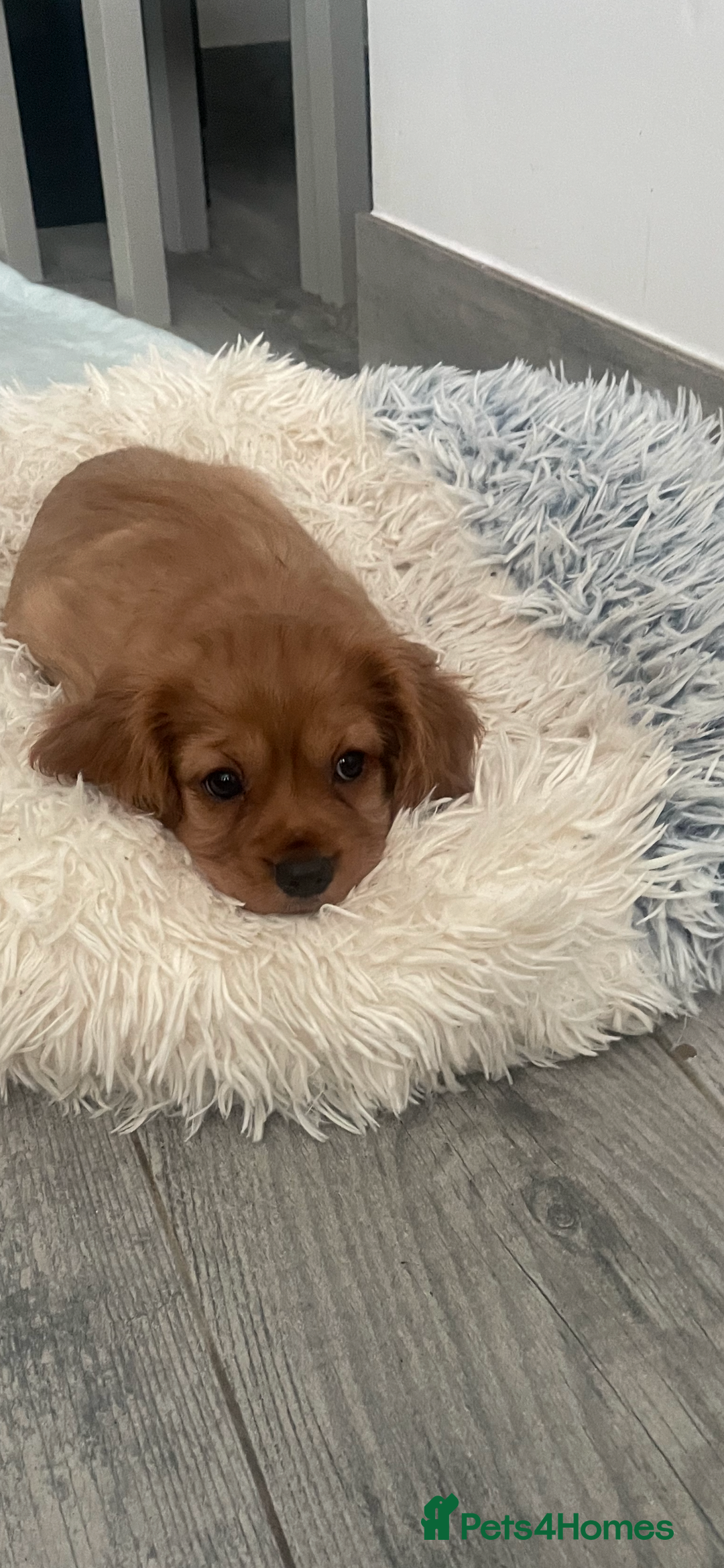 Cavapoo dogs for sale: 3cavapoo puppies  - Image 3