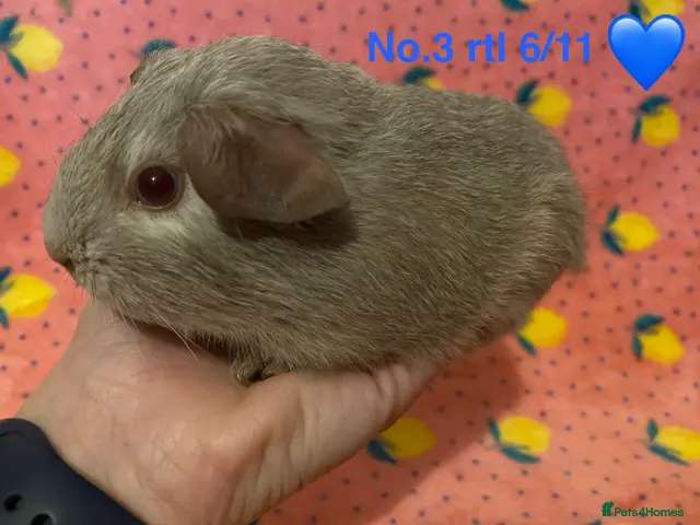 Guinea Pig rodents for sale: Gorgeous baby Guinea pigs - Advert 2