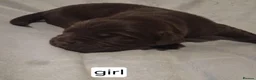 Labrador Retriever dogs for sale: LABRADOR PUPPIES - Advert 6