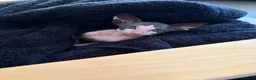 Mixed Breed cats for sale: Sphynx cross - Advert 1