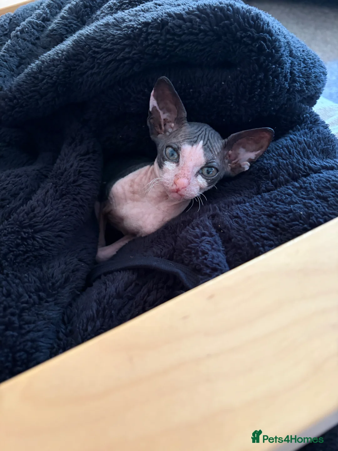 Mixed Breed cats for sale: Sphynx cross - Advert 1