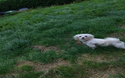 Maltese dogs for sale: Maltese male 4 year old  - Image 3