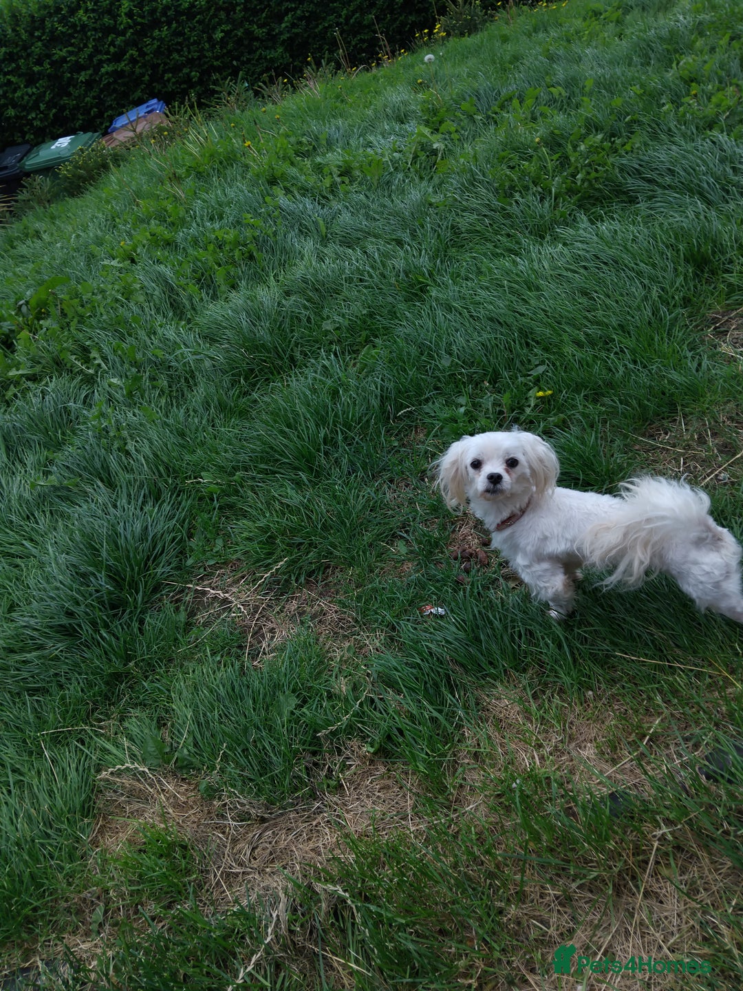 Maltese dogs for sale: Maltese male 4 year old  - Image 3