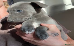 Whippet dogs for sale: Stunning blue bred whippet pups - Image 1