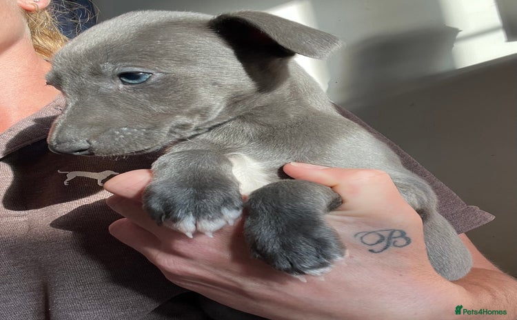 Whippet dogs - Advert 1