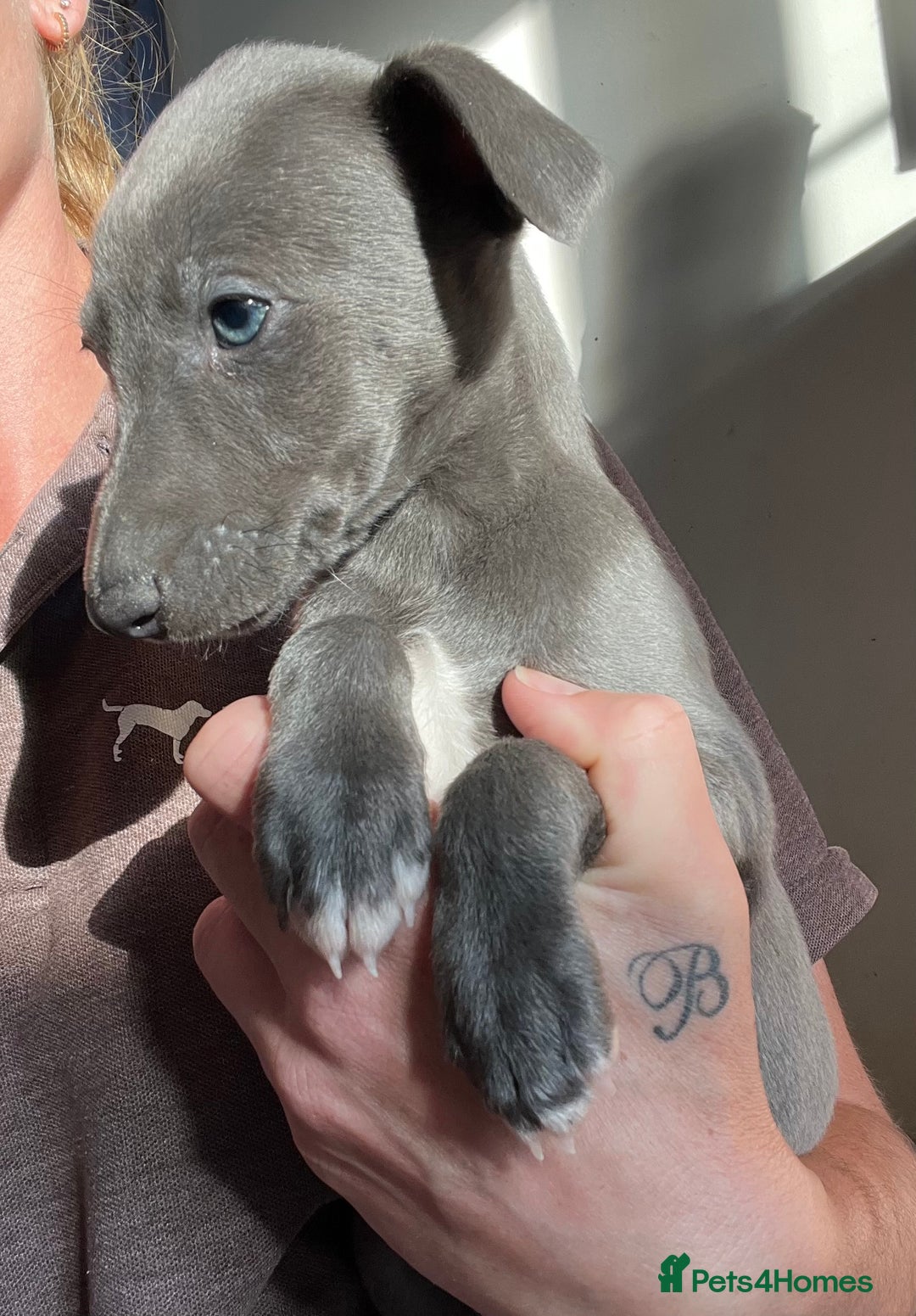 Whippet dogs for sale: Stunning blue bred whippet pups - Image 1