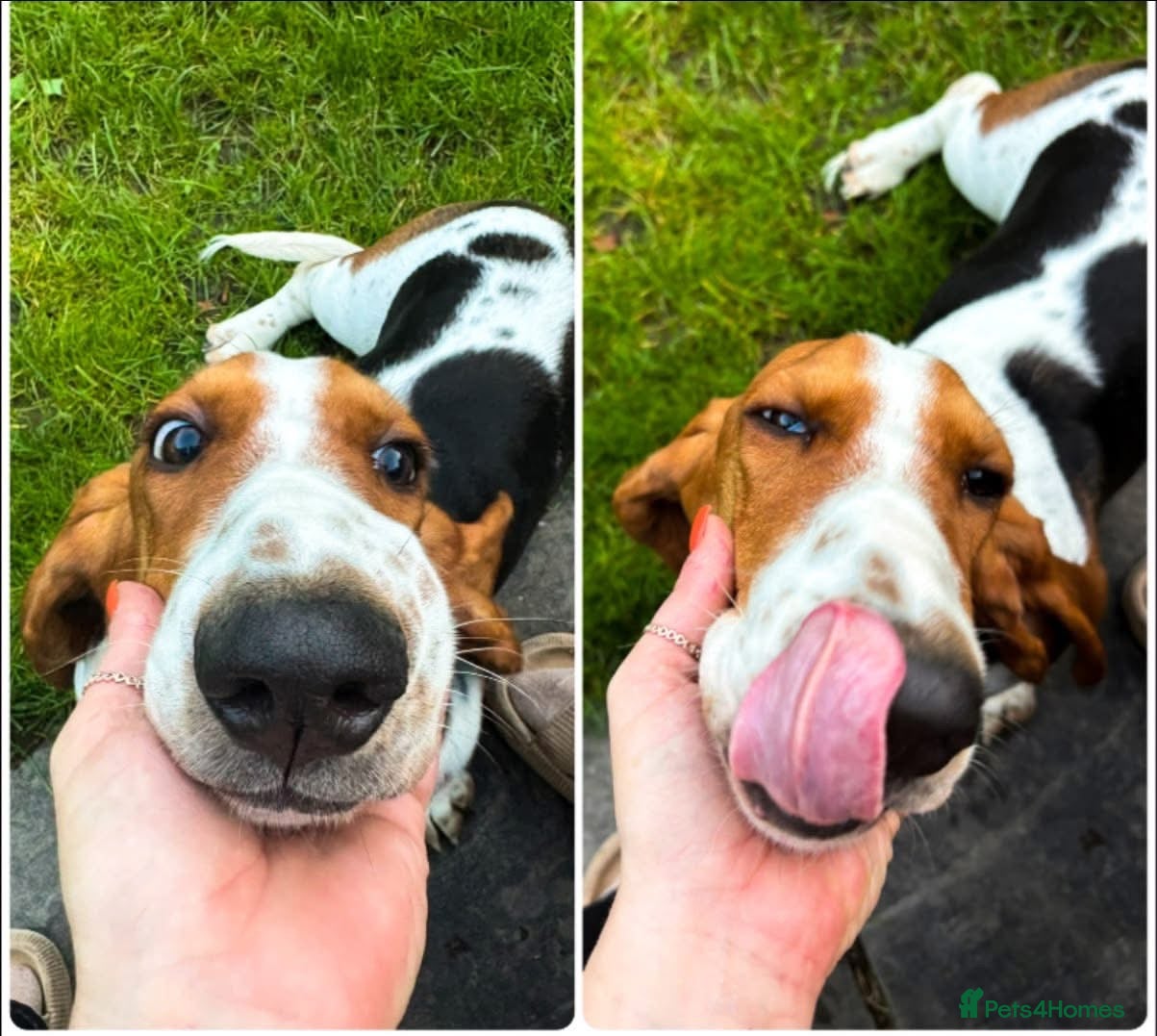 Basset Hound dogs Basset hound female  - Advert 2