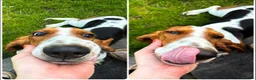 Basset Hound dogs for sale: Basset hound female  - Advert 1