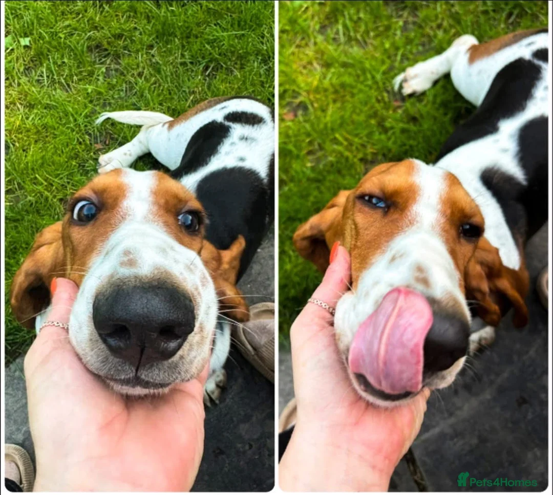 Basset Hound dogs for sale: Basset hound female  - Advert 1