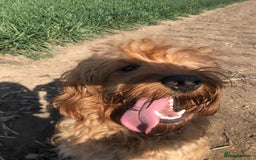 Mini Goldendoodle dogs for sale: 2 Mini Goldendoodle girls - Advert 1