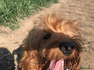 Mini Goldendoodle dogs 2 Mini Goldendoodle girls - Advert 7