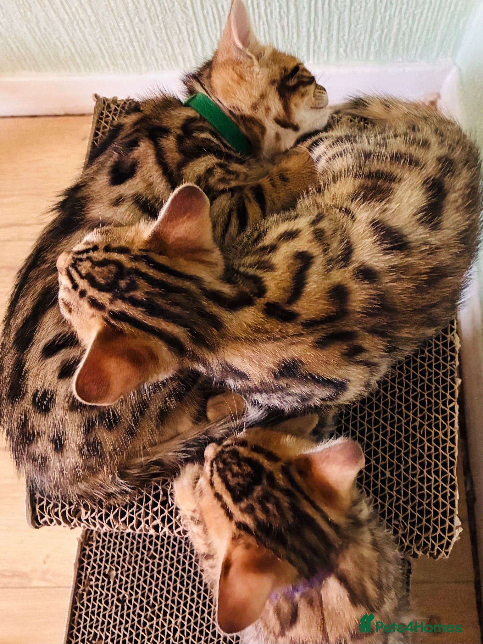 Bengal cats LAST ONE! Beautiful Bengal kittens .  - Advert 1