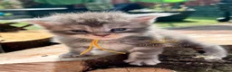 Maine Coon cats for sale: TICA registred Maine coon kittens. Rare colours  - Advert 6