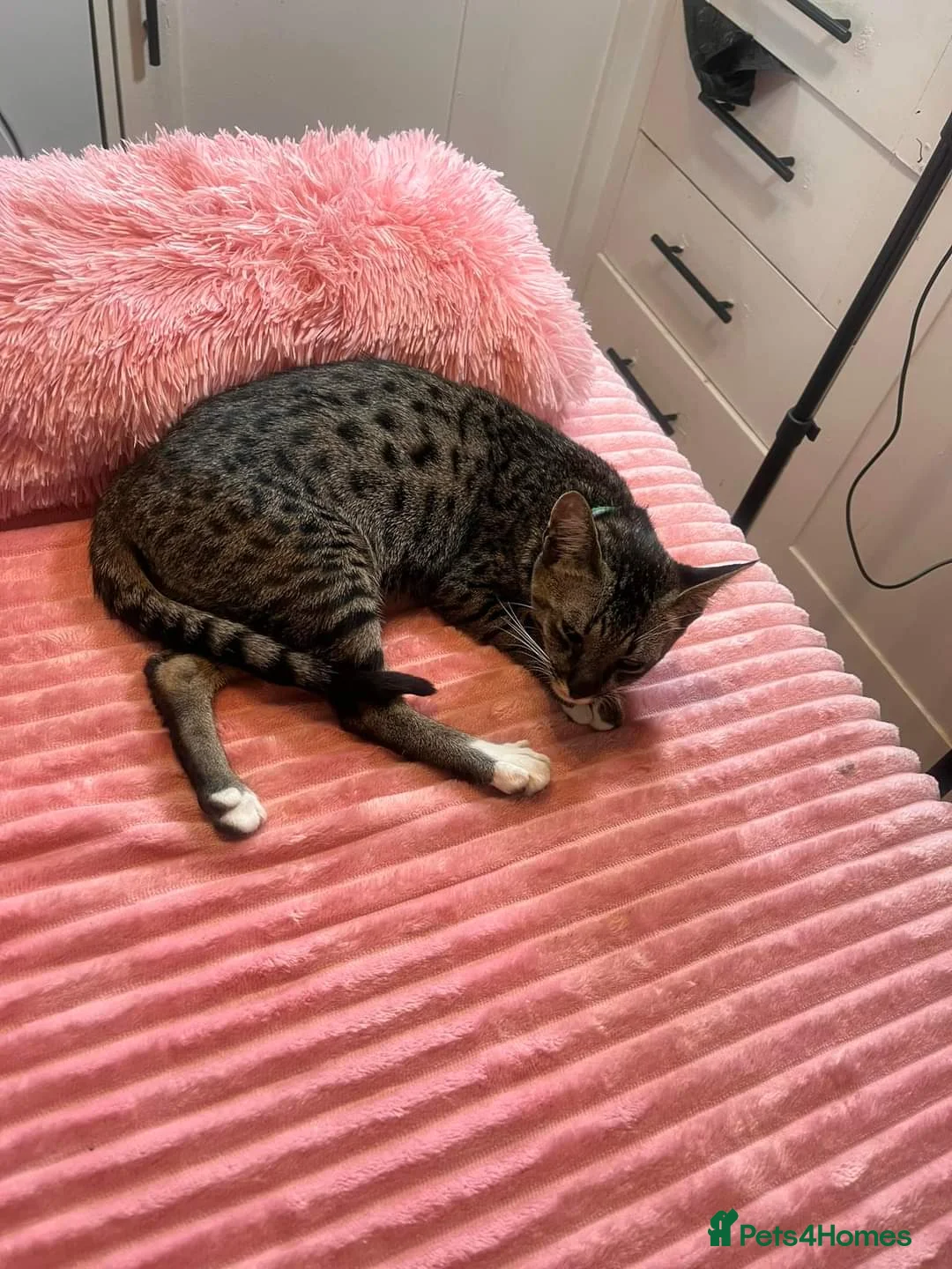 Bengal cats for sale:  F5 Savannah Queen Looking for Loving Forever Home - Advert 6