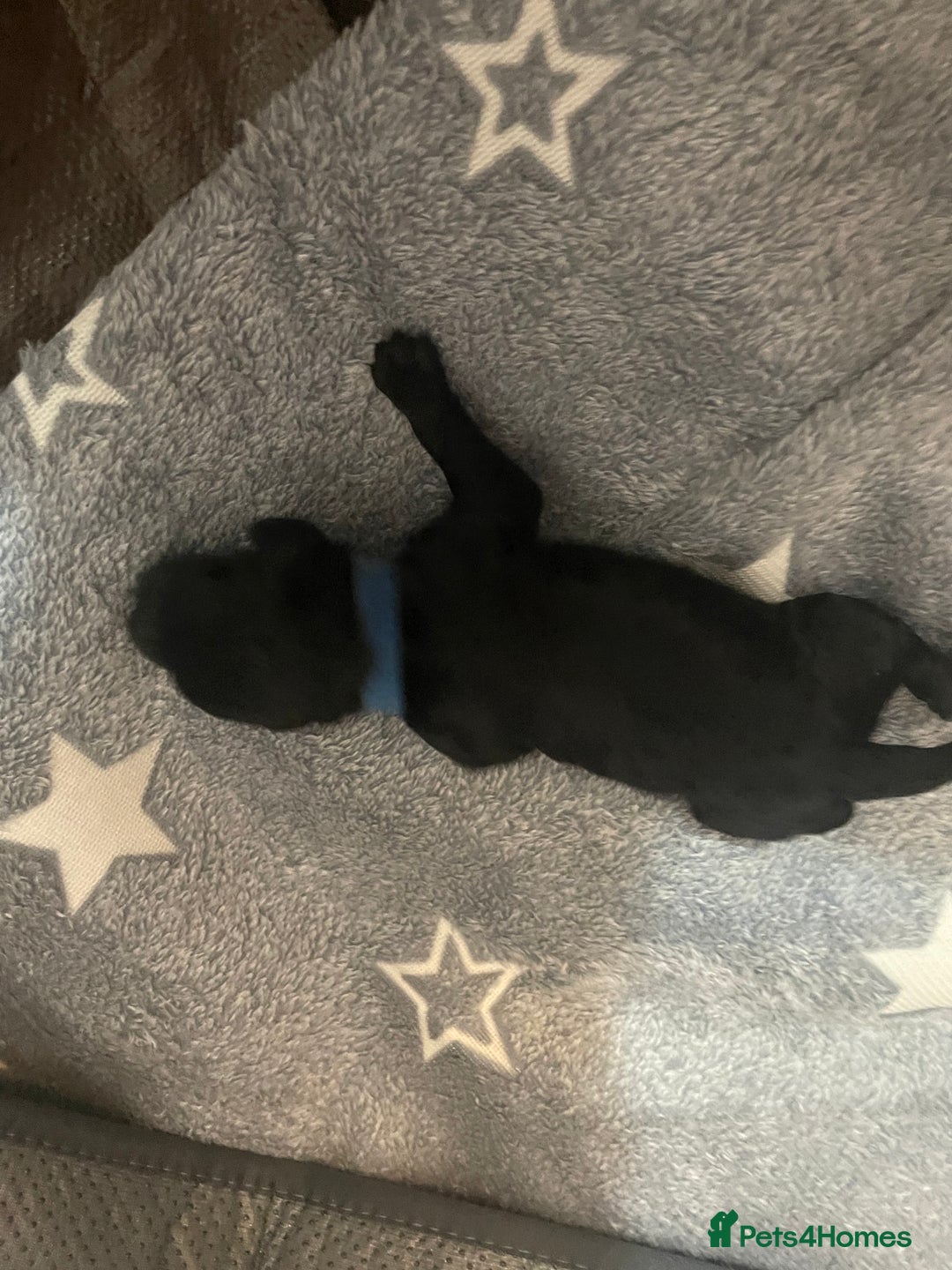 Cockapoo dogs for sale: 🐾 only one girl left F2 Cockapoo Puppies 🐾 - Advert 17