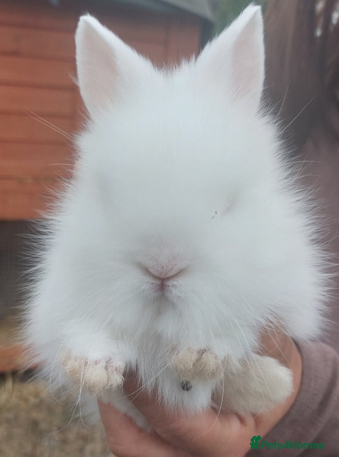 Lionhead rabbits for sale: Lion lop  - Image 4
