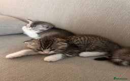 Scottish Fold cats for sale: Scottish fold and straights - Image 29
