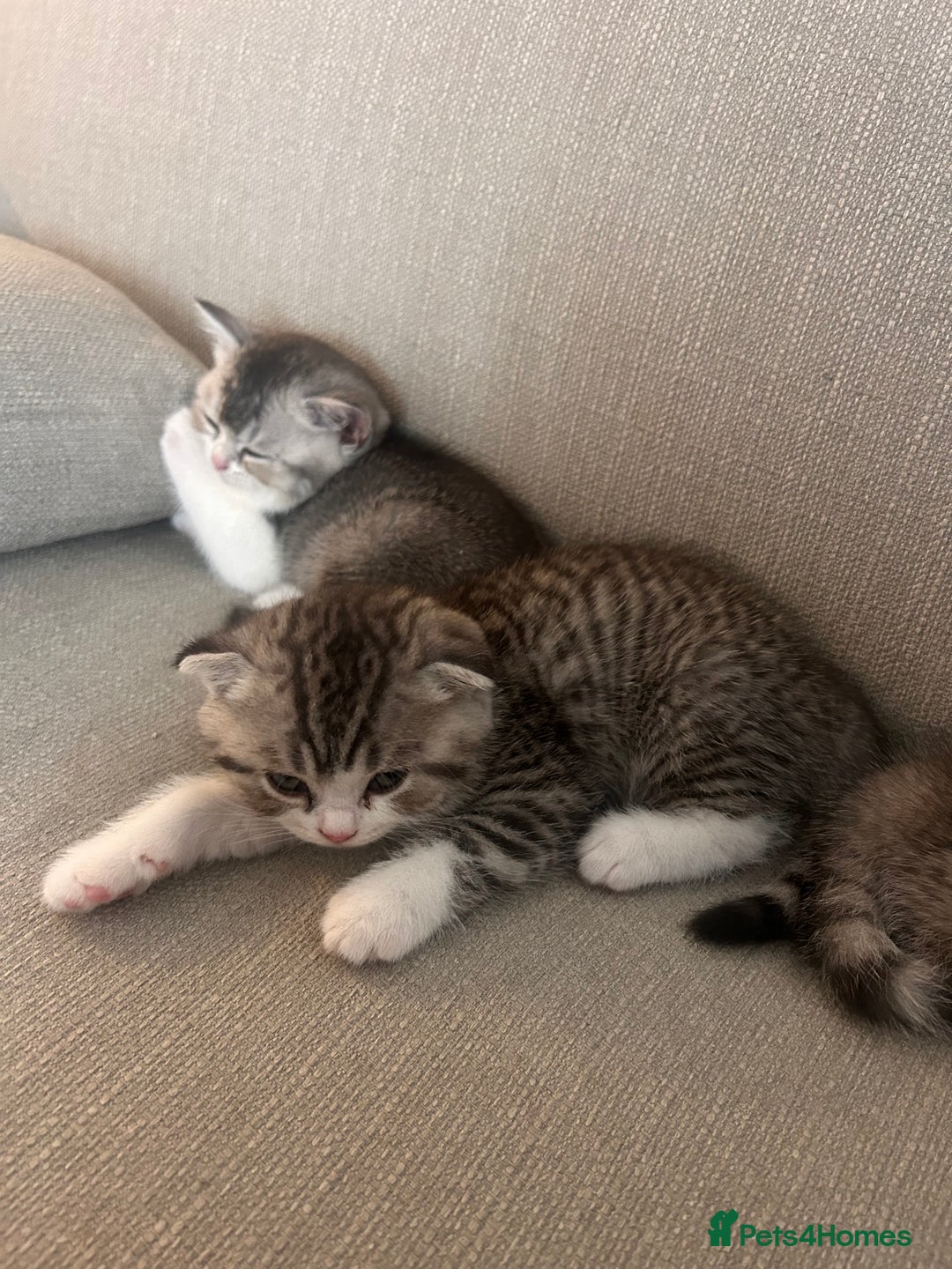 Scottish Fold cats for sale: Scottish fold and straights - Image 29