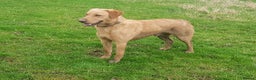 Labrador Retriever dogs for stud: FTCH/working lines 0 Hips 0 Elbows Clear 272 DNA in Doncaster - Advert 5